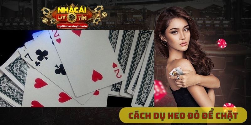 Cách dụ heo đỏ để chặt