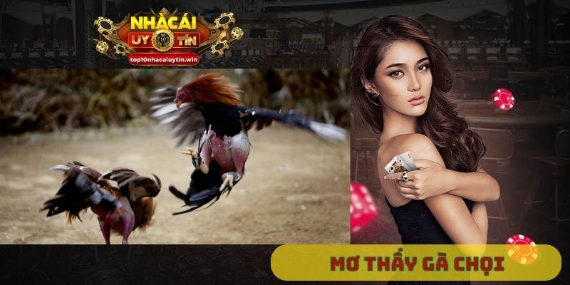 Mơ thấy gà chọi đánh con gì
