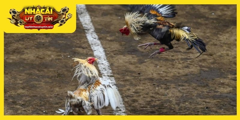 Nhiều chi tiết xuất hiện trong giấc chiêm bao thấy gà